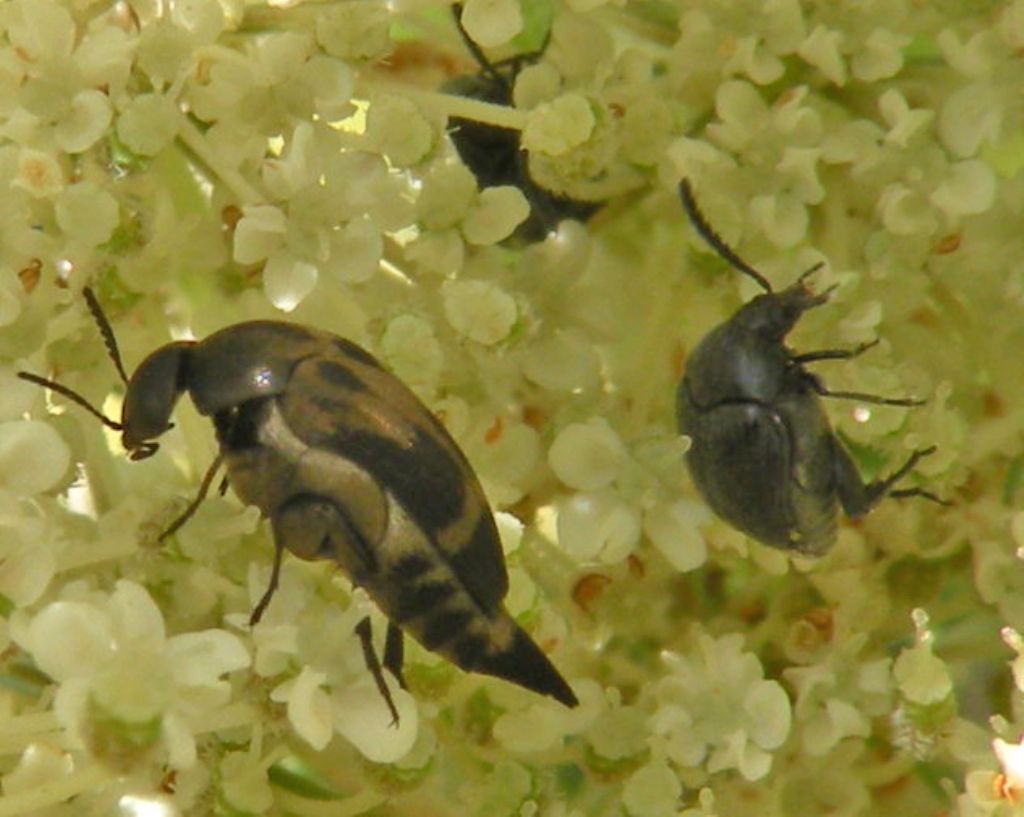 Mediimorda sp. (Mordellidae) e Spermophagus sp. (Chrysomelidae Bruchinae)